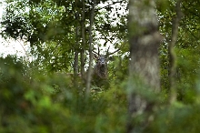 Cervo nel bosco